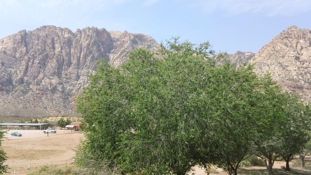 Bonnie Springs Ranch Motel Blue Diamond Екстер'єр фото